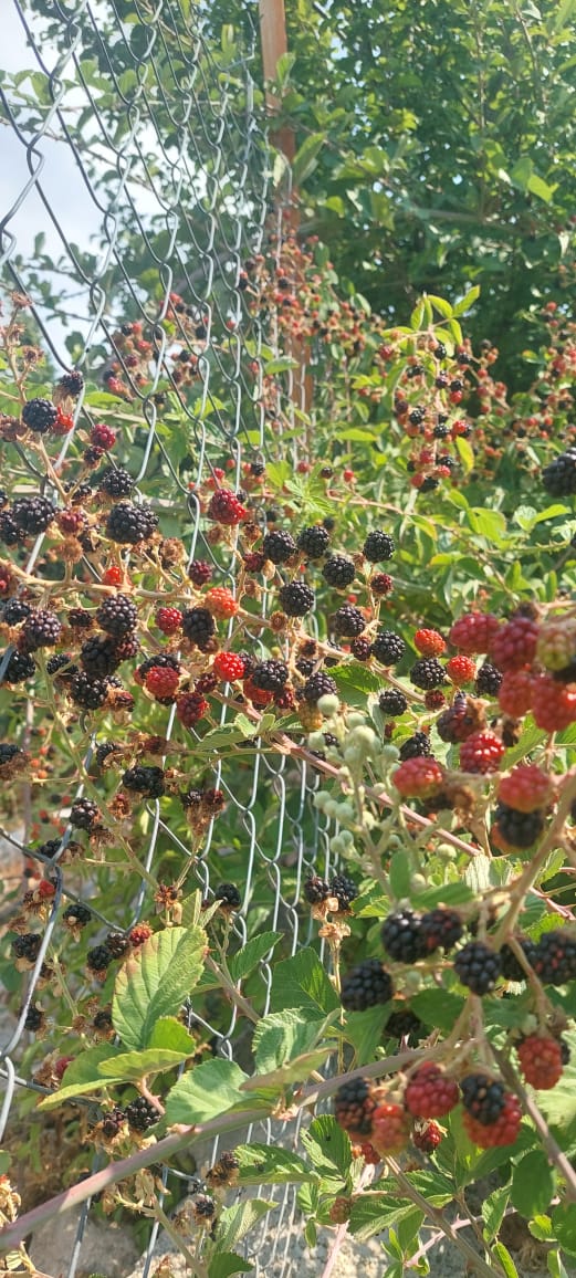 مربای تمشک وحشی - تصویر 4